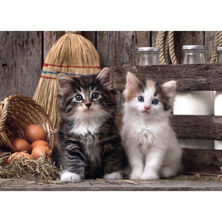 Clementoni dėlionė “Lovely kittens” 1000pcs