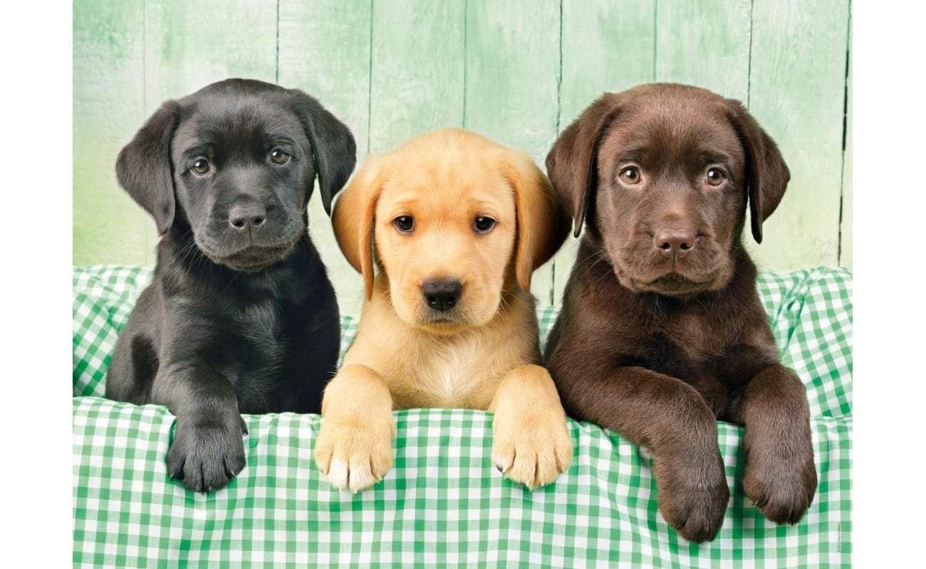 Clementoni dėlionė “Three Labs” 1000pcs