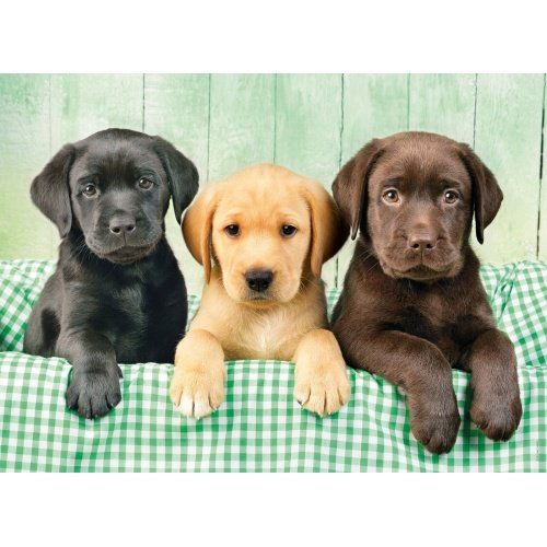 Clementoni dėlionė “Three Labs” 1000pcs