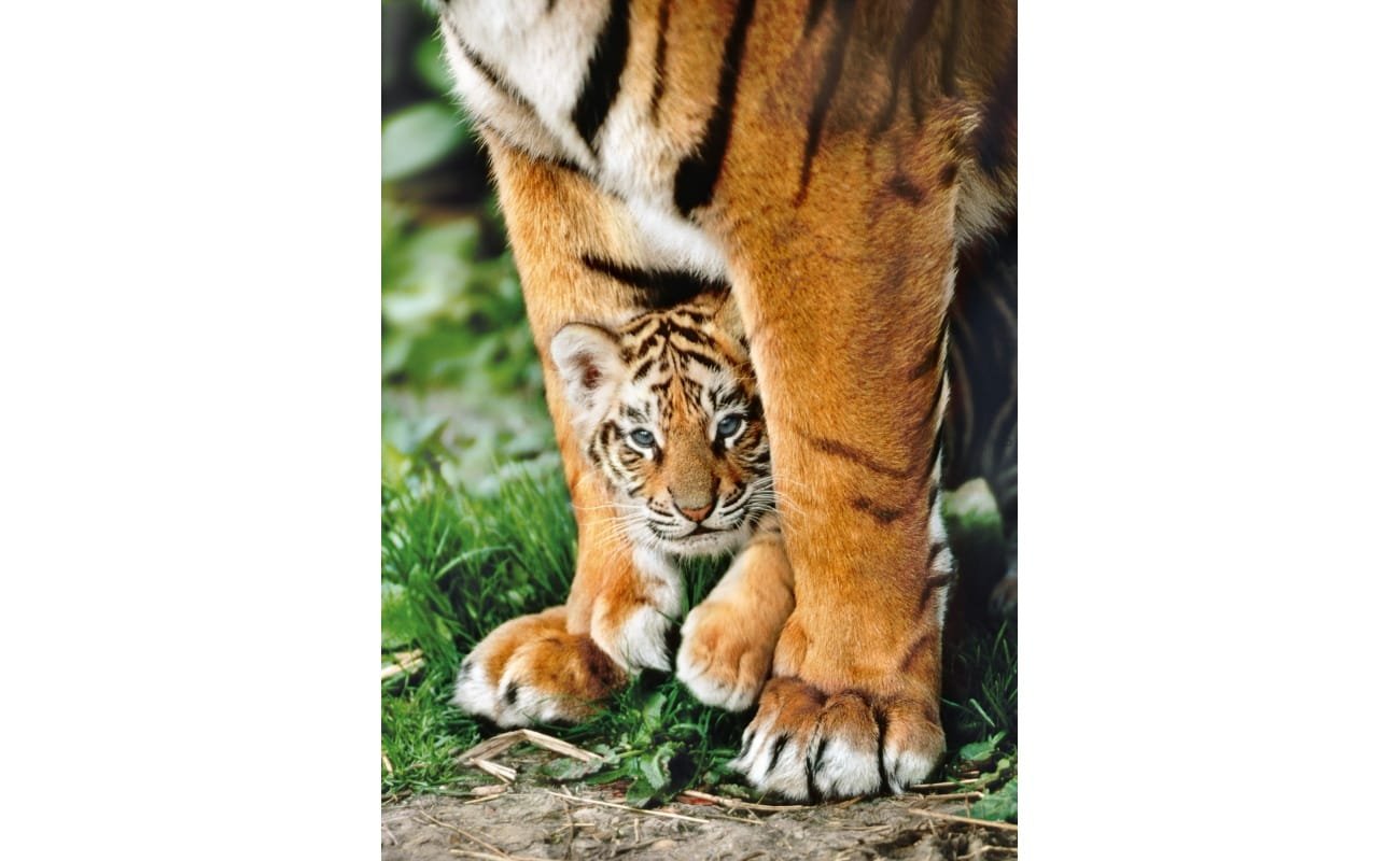 Clementoni dėlionė “Bengal Tiger Cub” 500pcs