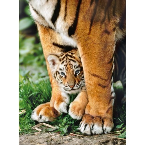 Clementoni dėlionė “Bengal Tiger Cub” 500pcs