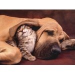 Clementoni dėlionė "Cuddles" – šuo ir katė dėlionė 500 det. - Image 3