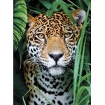 Clementoni dėlionė „Jaguar in the Jungle“ 500 detalių - Image 3