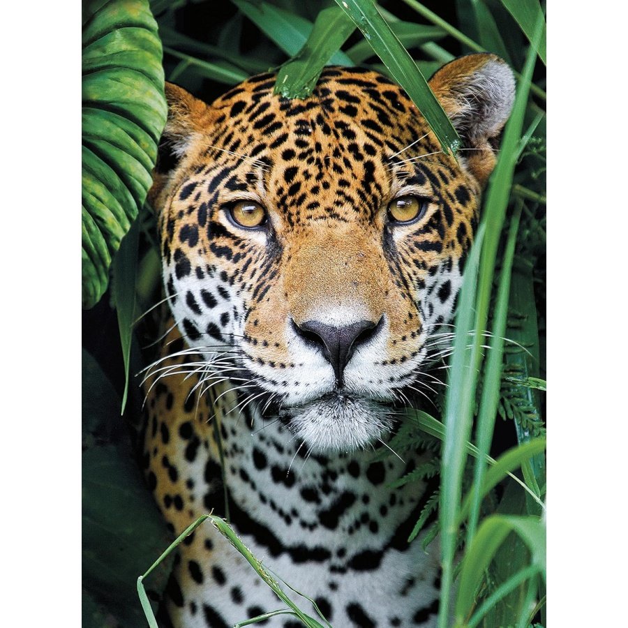 Clementoni dėlionė „Jaguar in the Jungle“ 500 detalių - Image 3